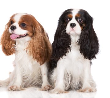 معرفی سگ کاوالیر کینگ چارلز اسپانیل