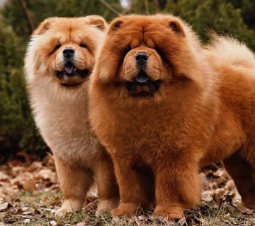 سگ نژاد چاوچاو