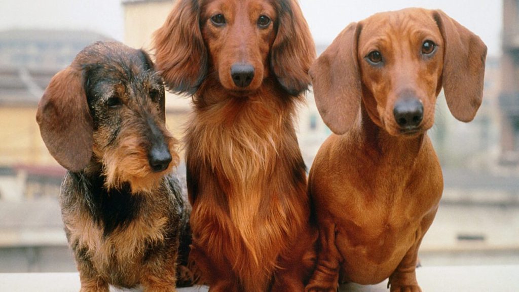 ویژگی‌های 3 مدل از نژاد سگ داشهوند