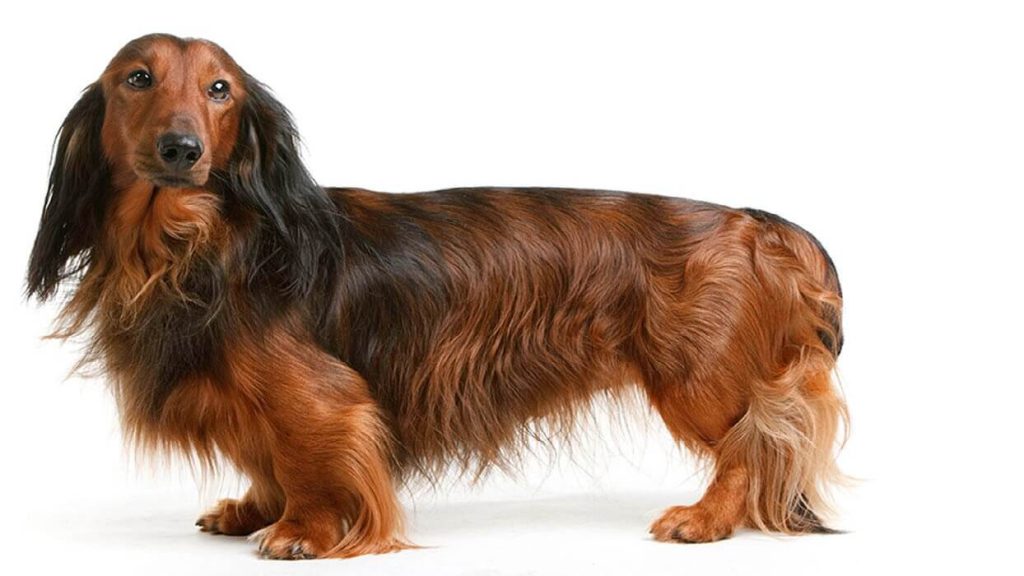 سگ داشهوند مو بلند