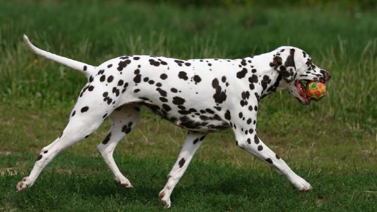 معرفی سگ دالمیشن؛ بمب انرژی آتشنشان‌ها