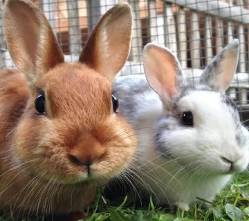 تعیین جنسیت خرگوش