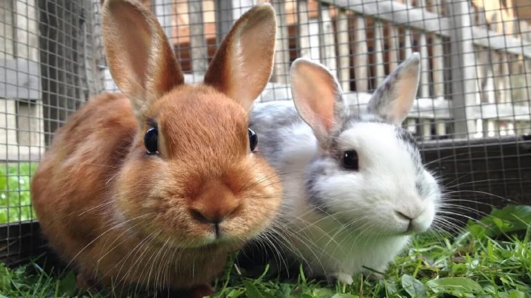 راهنمای گام به گام تعیین جنسیت خرگوش در خانه