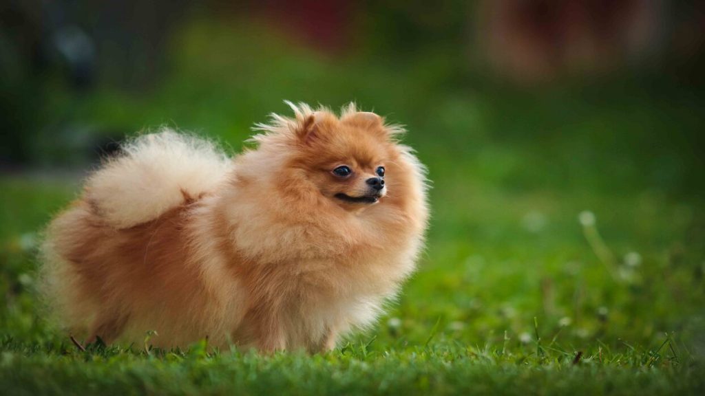 ویژگی ظاهری سگ ژرمن اشپیتز