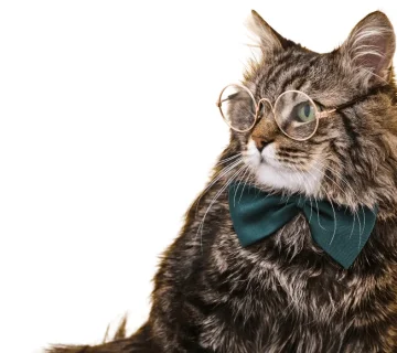 حافظه سگ چقدر است؟