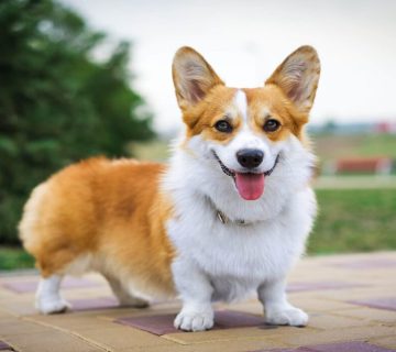 معرفی سگ پمبروک ولش کرگی