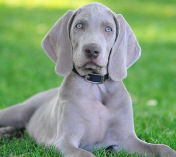 معرفی جامع سگ وایمارانر