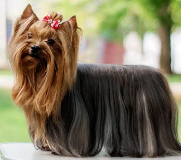 معرفی سگ یورکشایر تریر