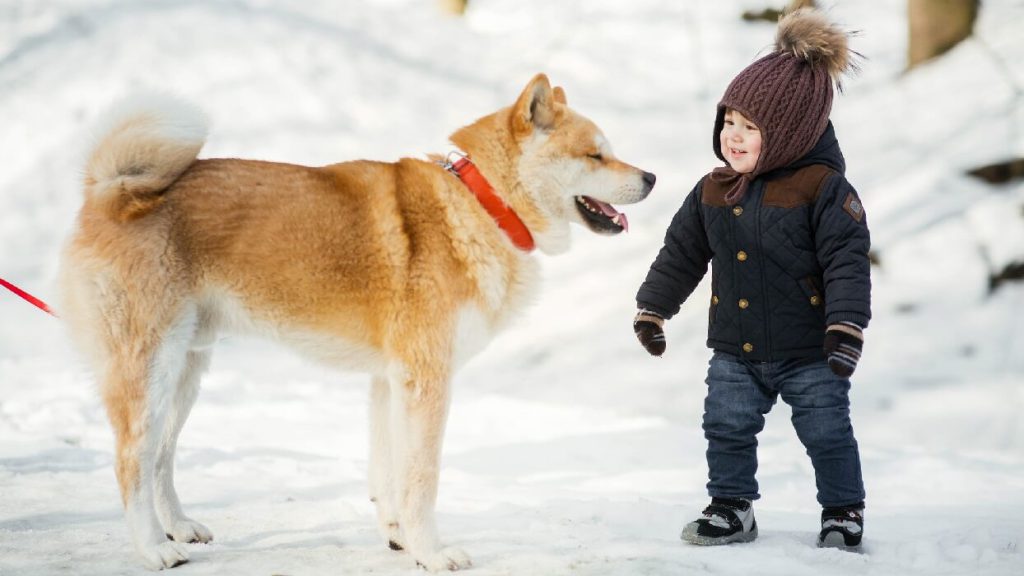 رابطه سگ جاپانیز آکیتا اینو با بچه‌ها