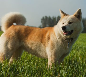 معرفی سگ جاپانیز آکیتا اینو