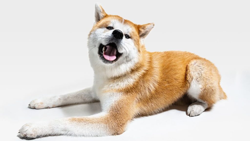 سگ جاپانیز آکیتا اینو از لحاظ شخصیت