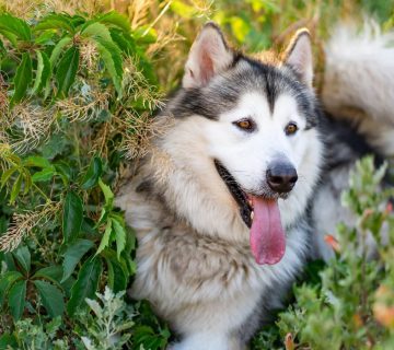 معرفی نژاد آلاسکن مالاموت