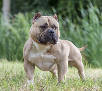 سگ نژاد امریکن بولی