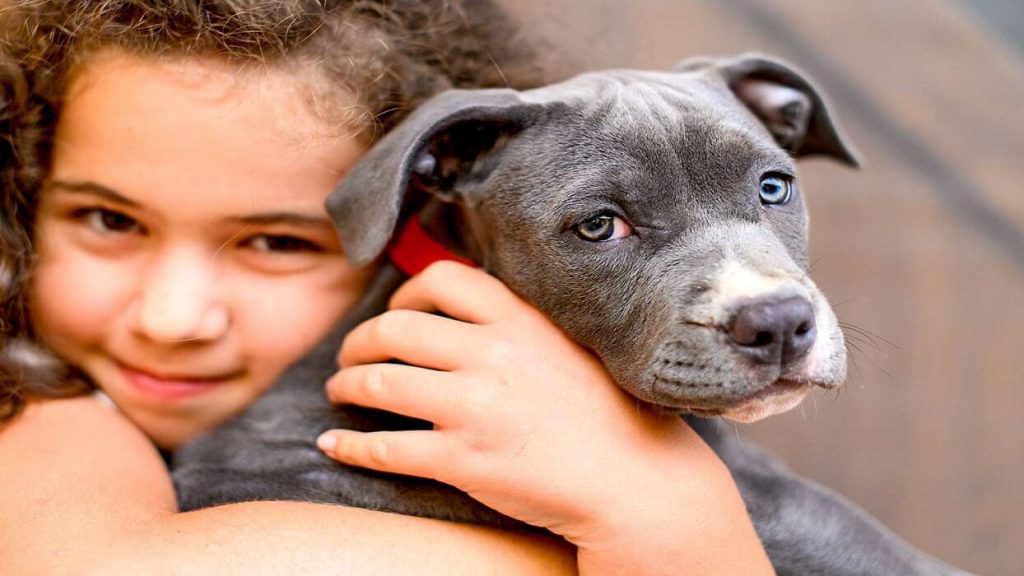 میزان سازگاری سگ آمریکن استافوردشایر تریر با بچه‌ها