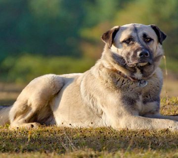 سگ نژاد آناتولی شپرد