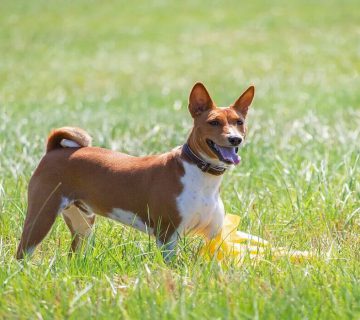 معرفی سگ باسنجی
