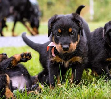 معرفی کامل سگ بوکرون + راهنمای نگه‌داری