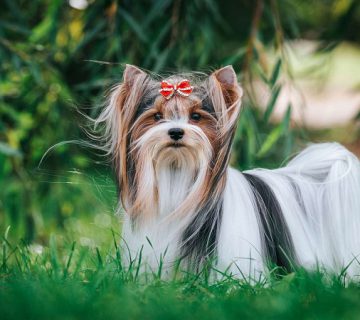 سگ نژاد بیور تریر