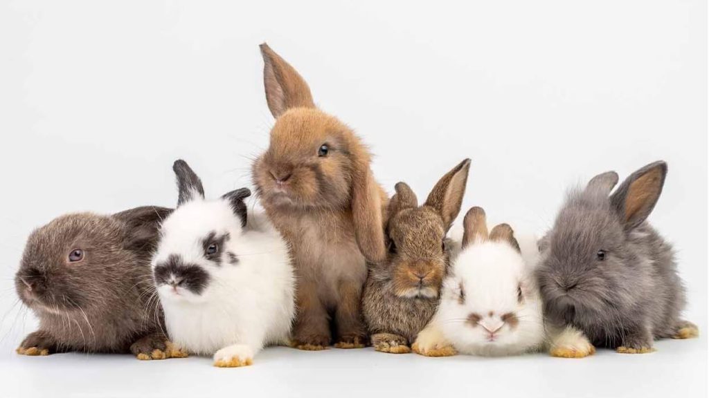 فایده تعیین جنسیت خرگوش