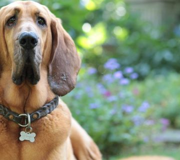 سگ نژاد بلادهاند