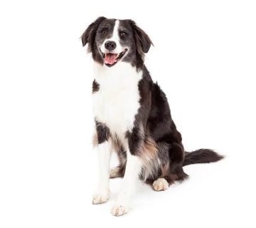 نژاد سگ بردر کالی