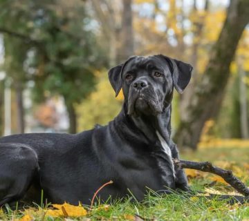 معرفی سگ کین کورسو