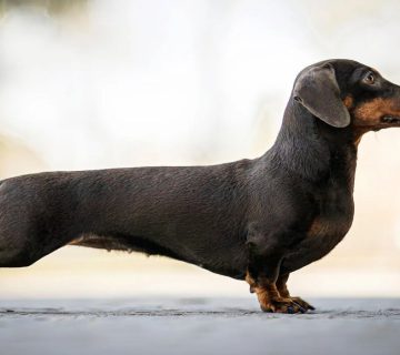 معرفی سگ داشهوند