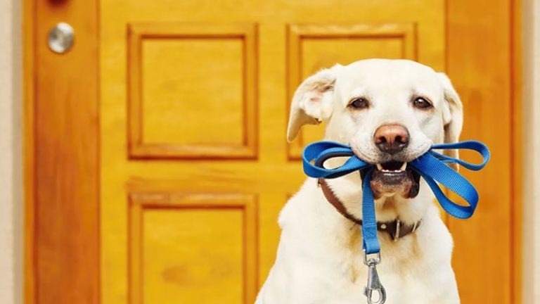 بلوغ سگ، بررسی علائم آن در گربه نر و ماده