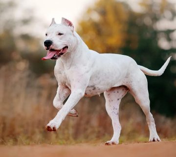 نژاد سگ داگو آرژانتینو