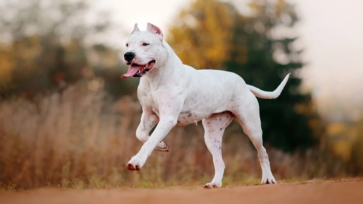 نژاد سگ داگو آرژانتینو