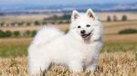 معرفی سگ ژرمن اشپیتز؛ پُر سر و صدا و باستانی