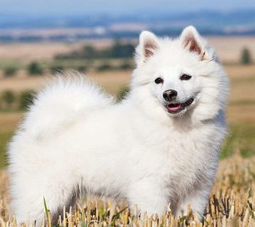 معرفی سگ ژرمن اشپیتز