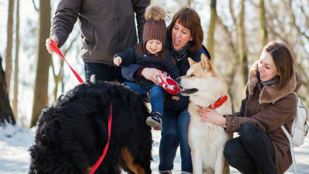 سگ جاپانیز آکیتا اینو و خانواده 
