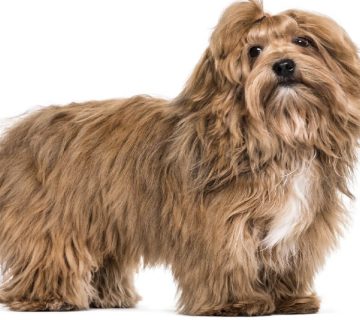 معرفی سگ هاوانیز