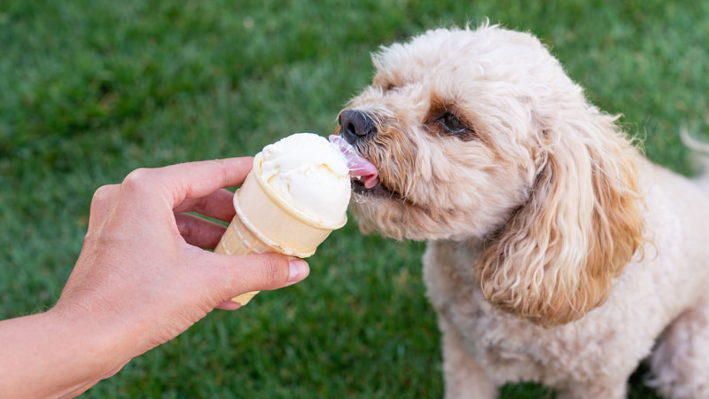 چرا دامپزشکان می‌گویند بستنی برای سگ بد است؟