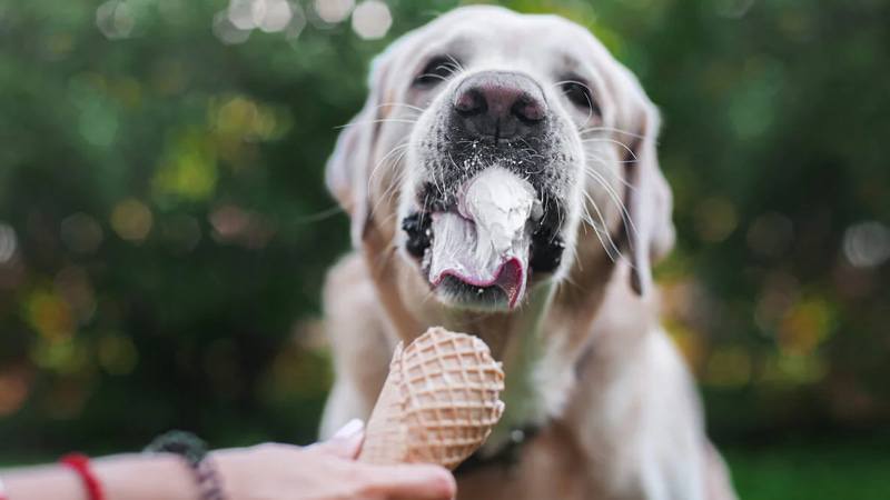 مصرف بستنی برای سگ خطرناک است!