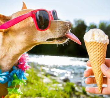 بستنی برای سگ