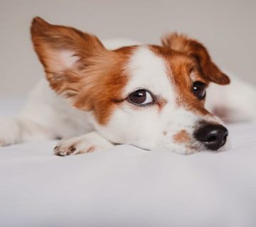 بیماری کلیوی در سگ
