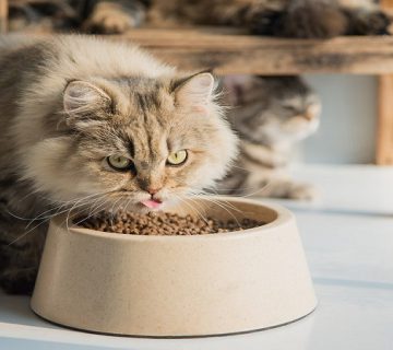 تغذیه مناسب گربه پرشین