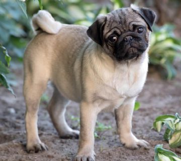 معرفی نژاد سگ پاگ