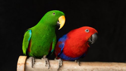 همه چیز در مورد طوطی اکلکتوس