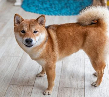 معرفی سگ شیبا اینو