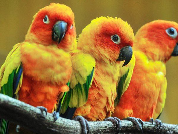 معرفی جامع طوطی کانور خورشیدی ؛ پرنده‌ای زیبا و پر سروصدا