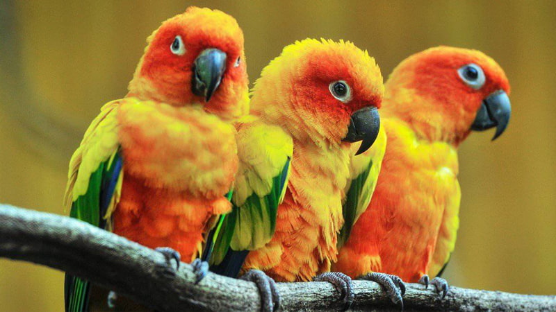 معرفی جامع طوطی کانور خورشیدی ؛ پرنده‌ای زیبا و پر سروصدا