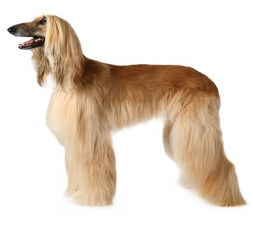 معرفی سگ افغان هاند