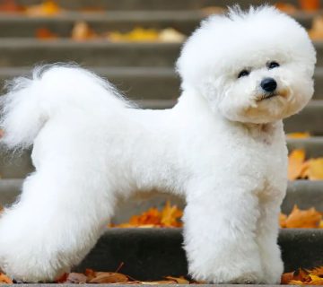 معرفی سگ بیشون فریز