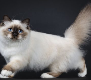 معرفی گربه بیرمن