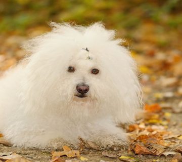 سگ نژاد بلوگنس