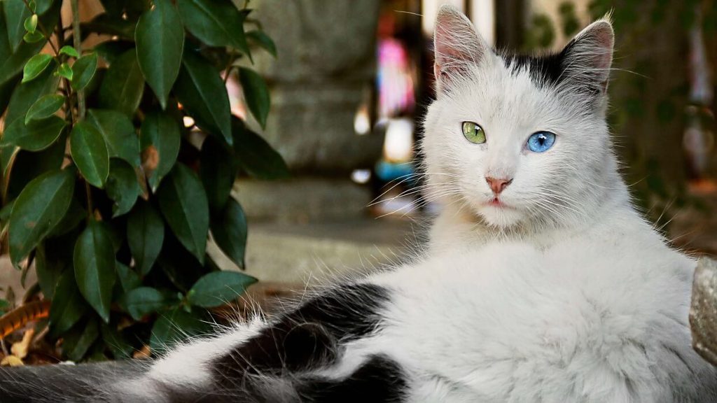 ظاهر و باطن گربه آنگورای ترکی