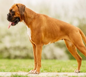 معرفی سگ باکسر